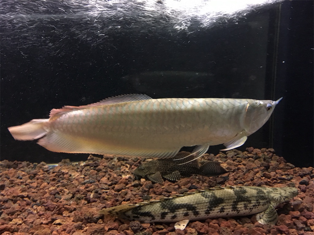 f:id:runx9922:20181030082431j:image f:id:runx9922:20181030082431j:image