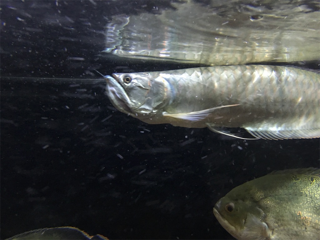 f:id:runx9922:20181030082439j:image f:id:runx9922:20181030082439j:image