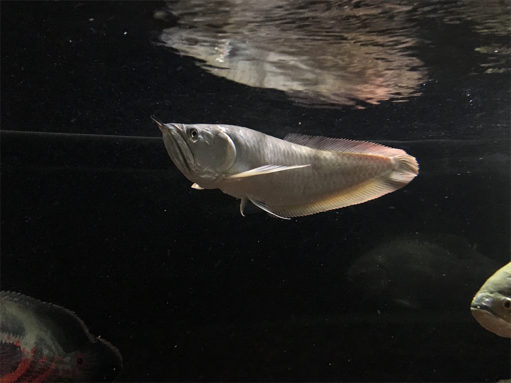 f:id:runx9922:20181030082445j:image f:id:runx9922:20181030082445j:image