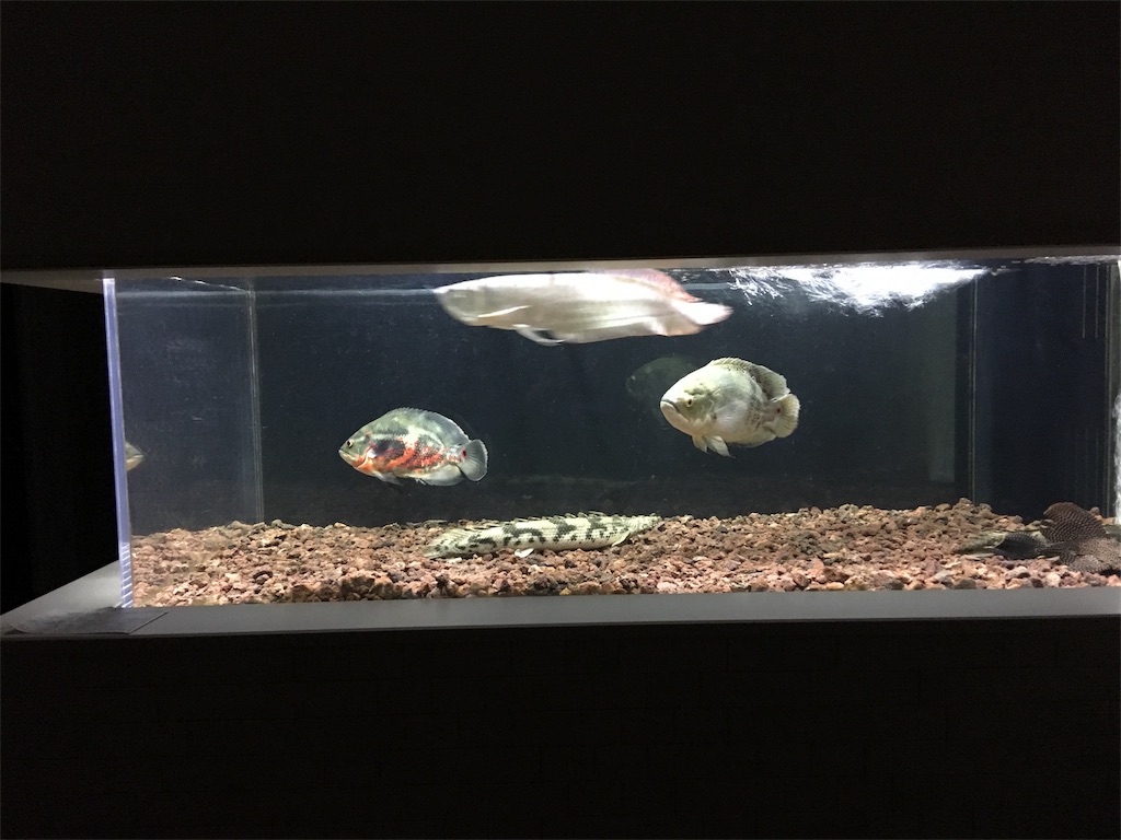 f:id:runx9922:20181030082455j:image f:id:runx9922:20181030082455j:image