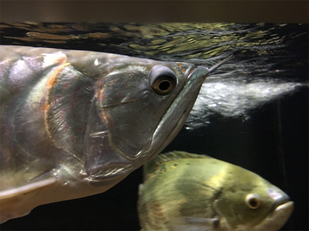 f:id:runx9922:20181030082517j:image f:id:runx9922:20181030082517j:image