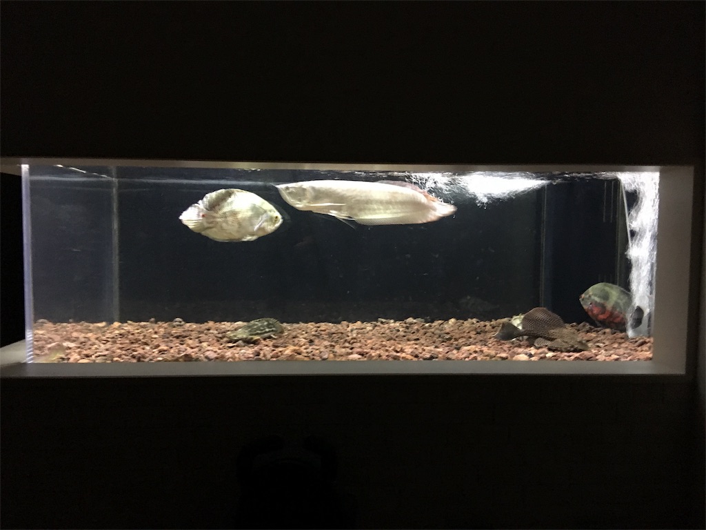 f:id:runx9922:20181030082522j:image f:id:runx9922:20181030082522j:image