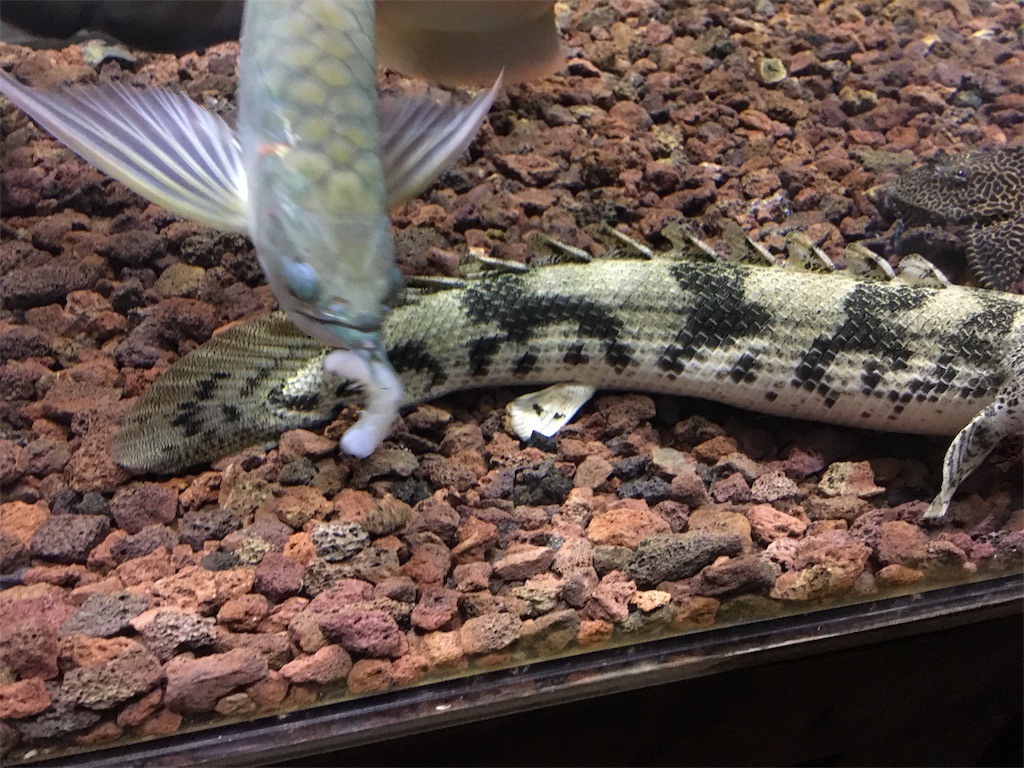 f:id:runx9922:20181030082535j:image f:id:runx9922:20181030082535j:image