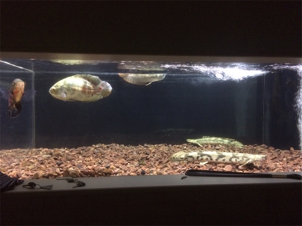 f:id:runx9922:20181030083239j:image f:id:runx9922:20181030083239j:image