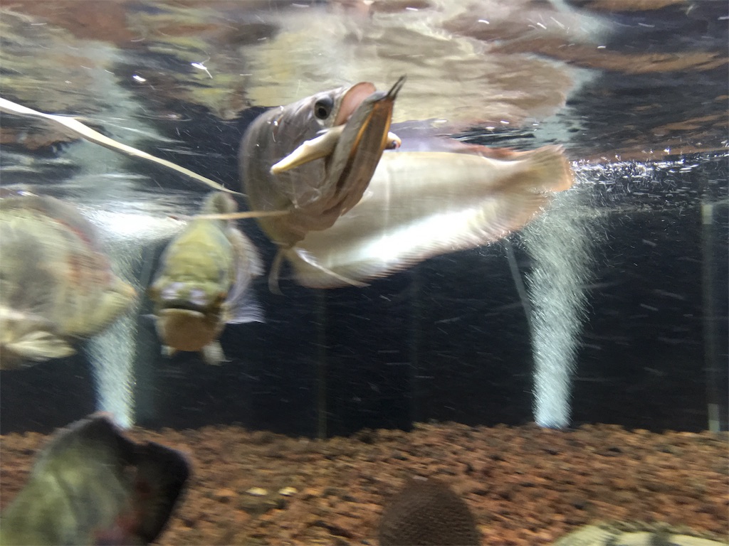 f:id:runx9922:20181104233803j:image f:id:runx9922:20181104233803j:image