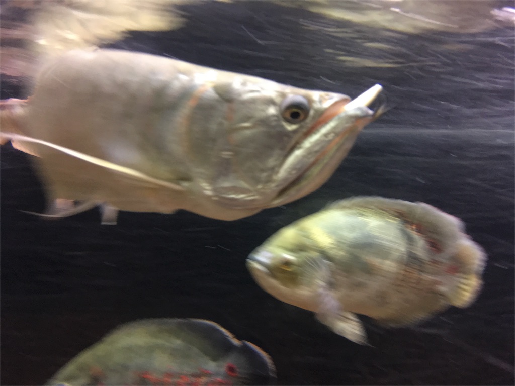 f:id:runx9922:20181104233904j:image f:id:runx9922:20181104233904j:image