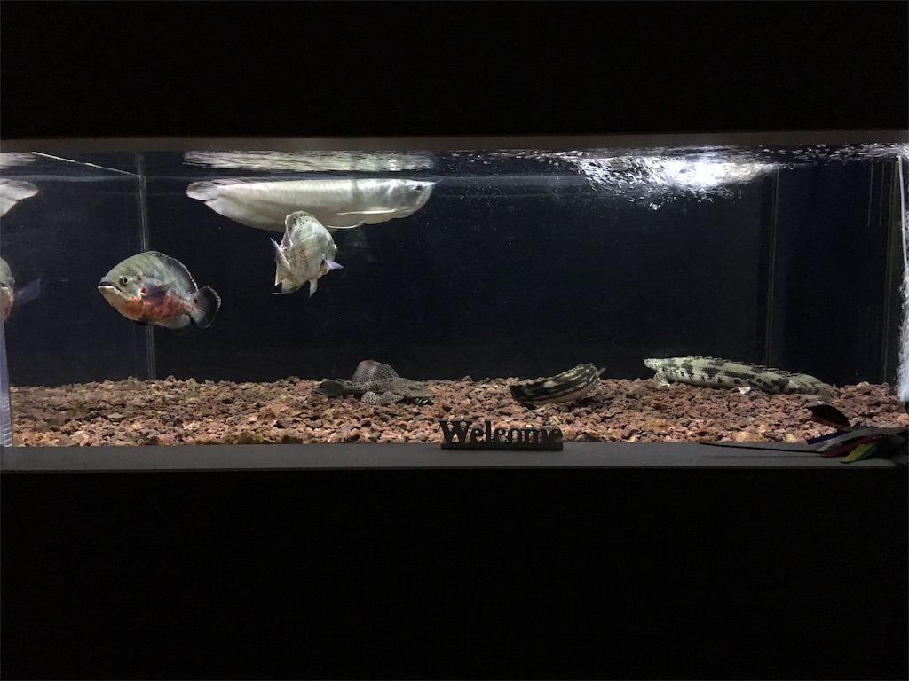 f:id:runx9922:20181104234159j:image f:id:runx9922:20181104234159j:image