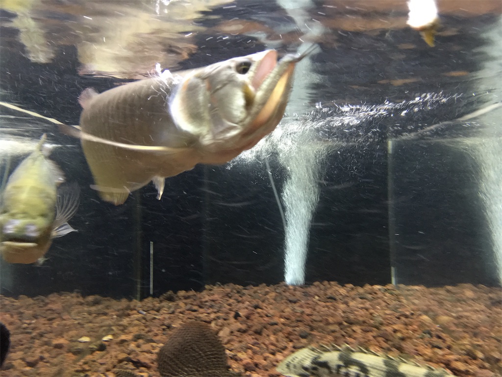 f:id:runx9922:20181104234335j:image f:id:runx9922:20181104234335j:image