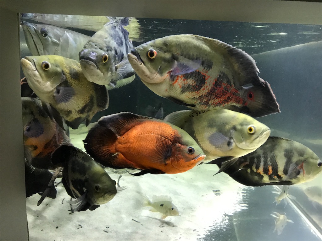 f:id:runx9922:20200626193857j:image f:id:runx9922:20200626193857j:image