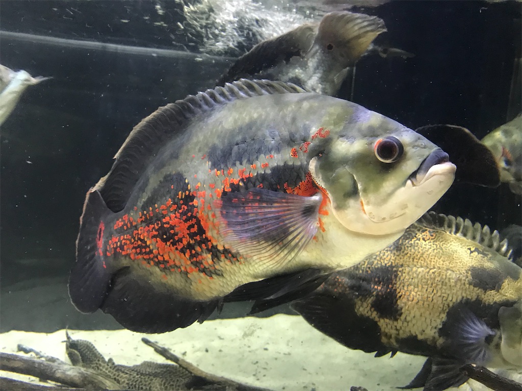 f:id:runx9922:20200626193930j:image f:id:runx9922:20200626193930j:image