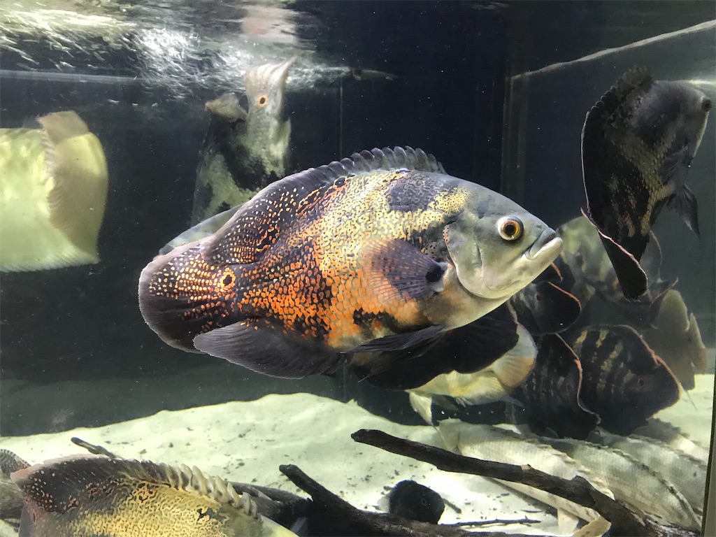 f:id:runx9922:20200626194030j:image f:id:runx9922:20200626194030j:image