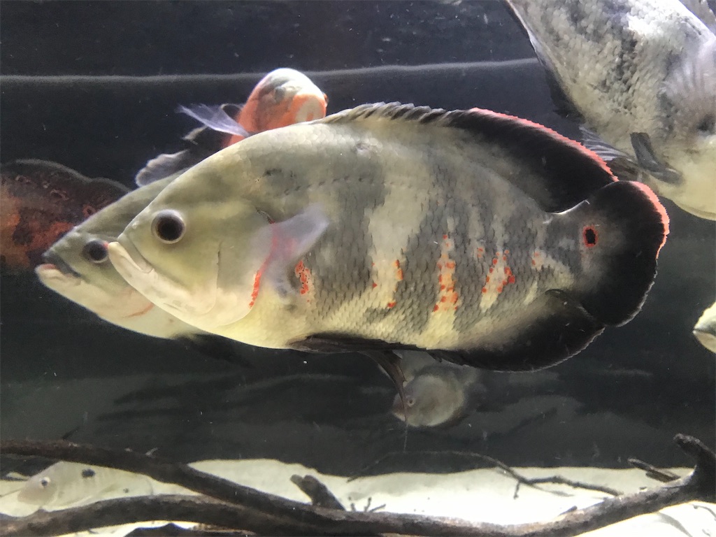 f:id:runx9922:20200626194114j:image f:id:runx9922:20200626194114j:image