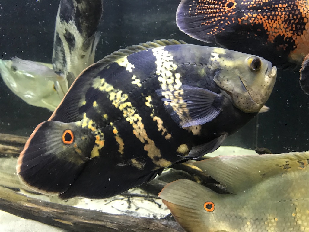 f:id:runx9922:20200626194135j:image f:id:runx9922:20200626194135j:image