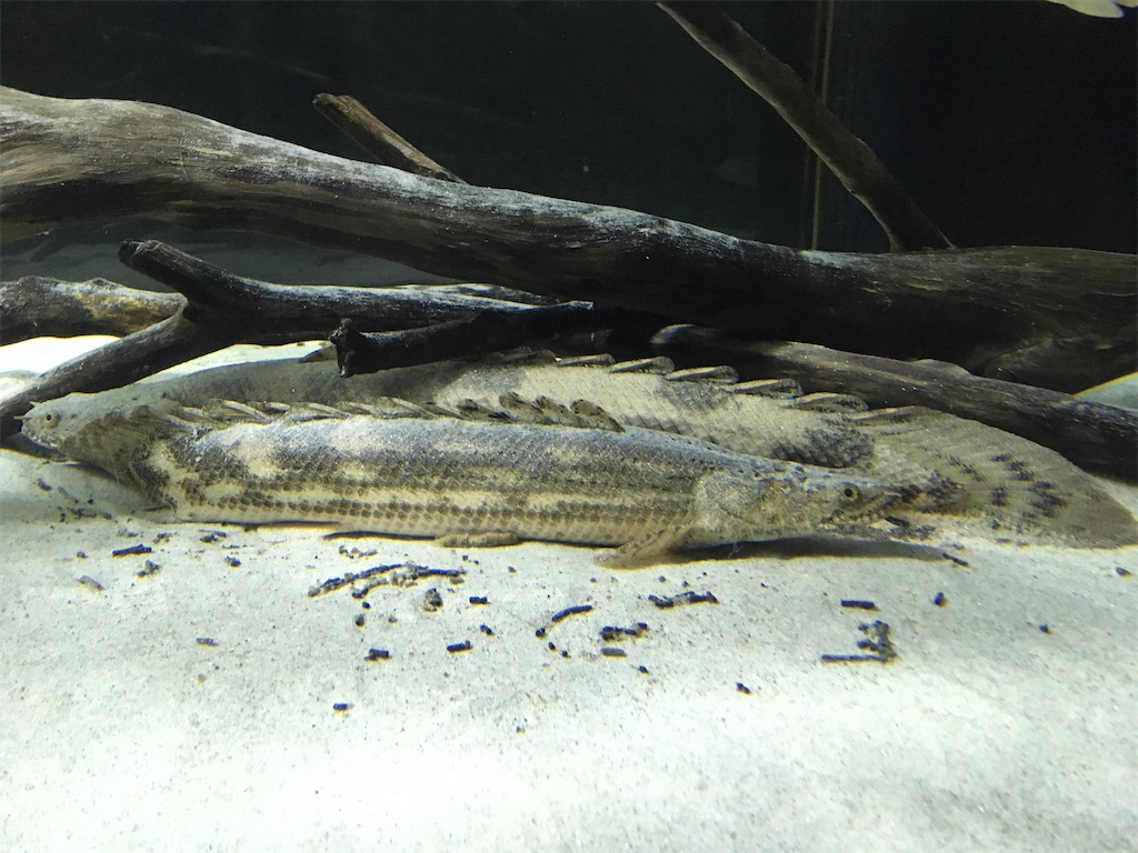 f:id:runx9922:20200626194325j:image f:id:runx9922:20200626194325j:image