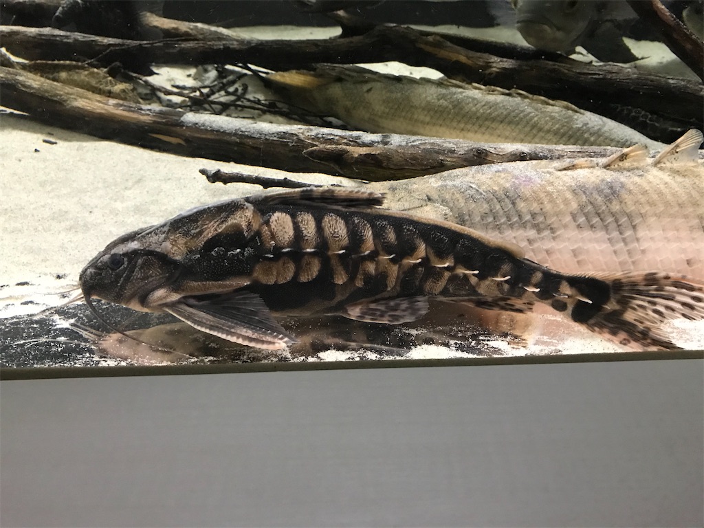 f:id:runx9922:20200626194352j:image f:id:runx9922:20200626194352j:image