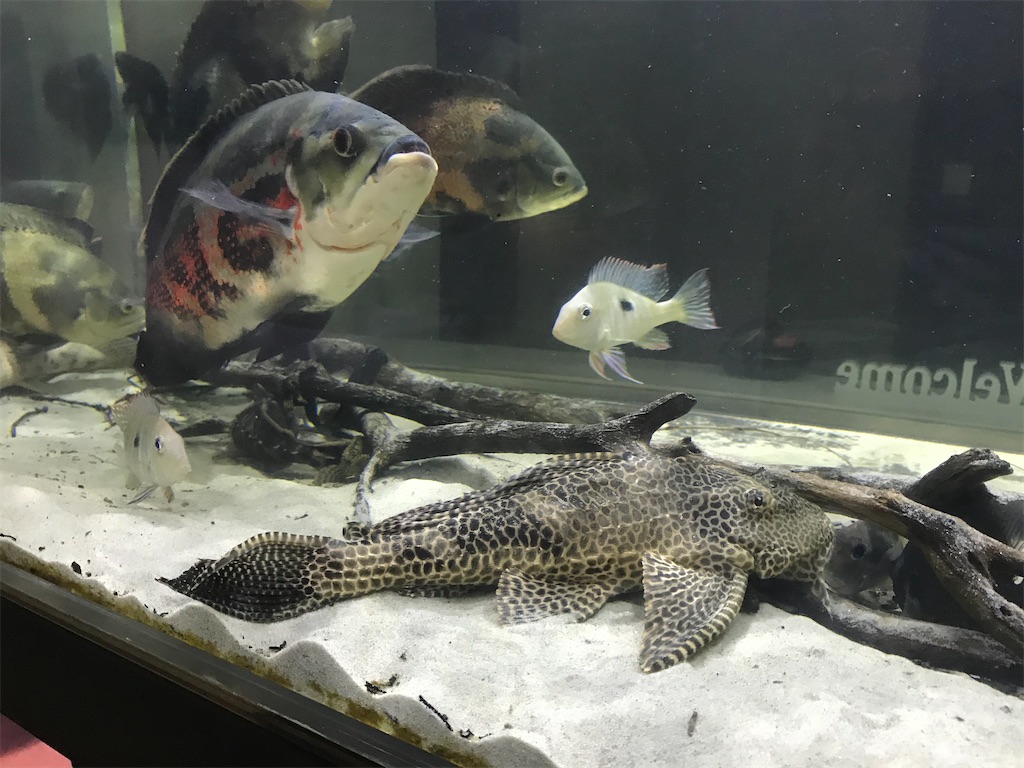 f:id:runx9922:20200626194418j:image f:id:runx9922:20200626194418j:image