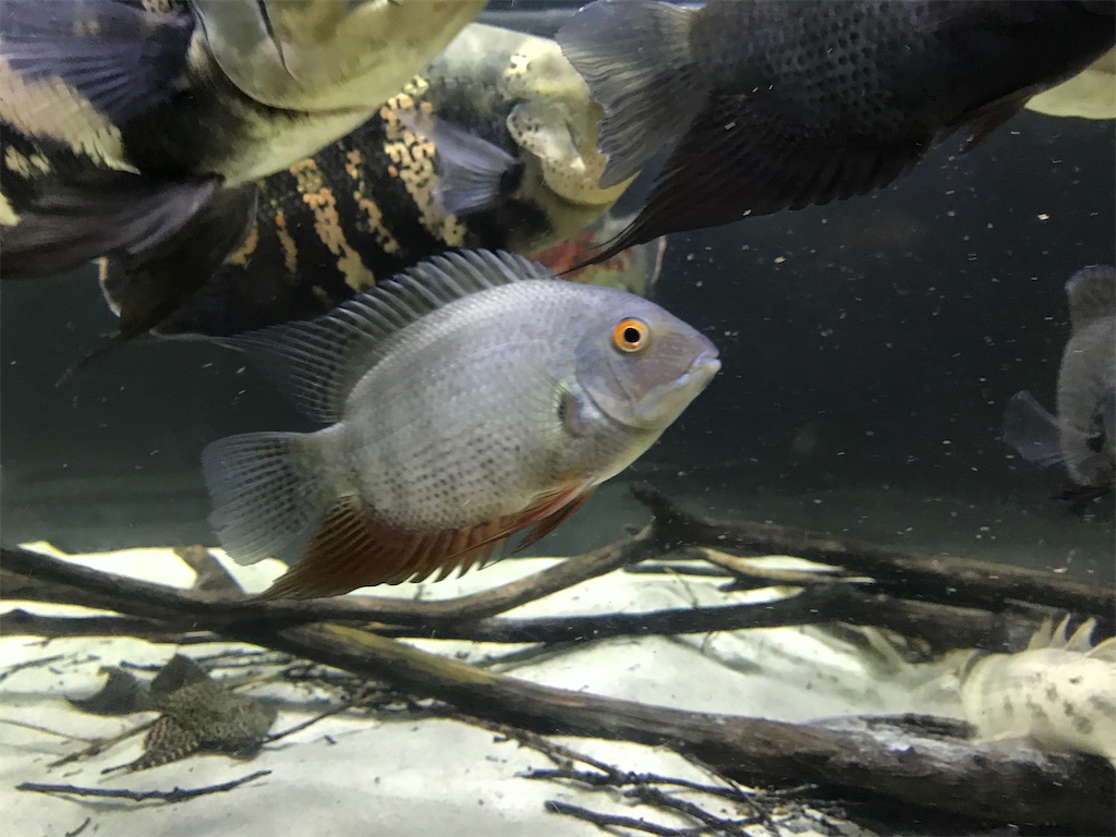 f:id:runx9922:20200626194445j:image f:id:runx9922:20200626194445j:image