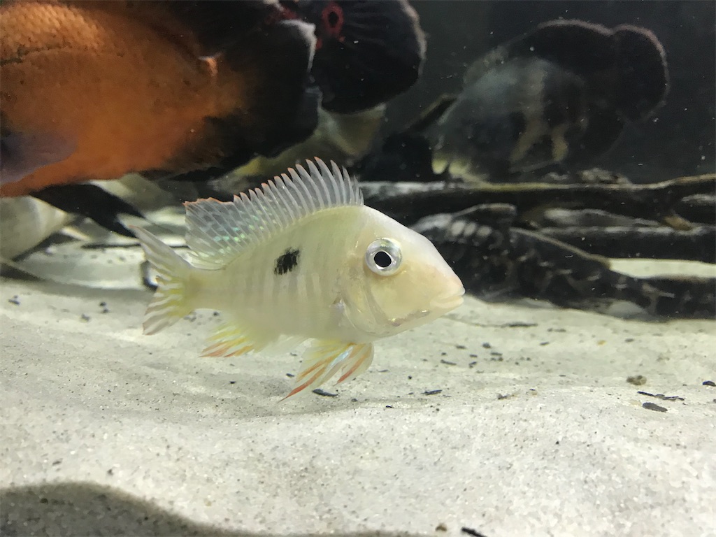 f:id:runx9922:20200626194515j:image f:id:runx9922:20200626194515j:image