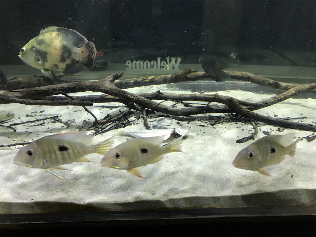 f:id:runx9922:20200626194518j:image f:id:runx9922:20200626194518j:image