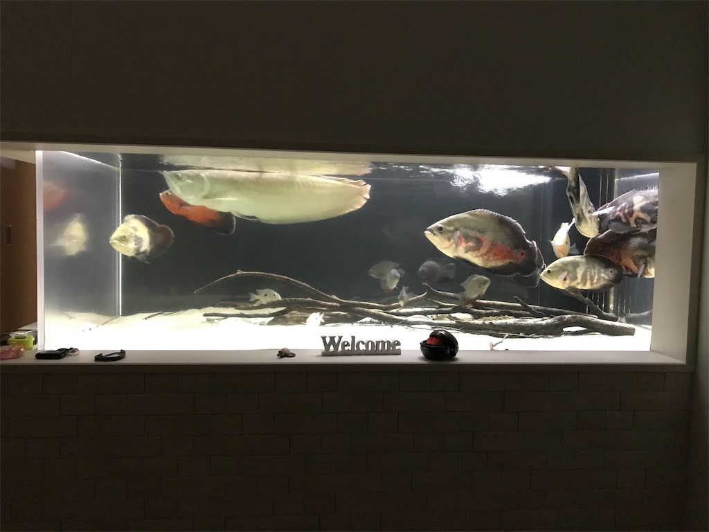 硅砂レイアウト全景 珪砂を敷いた白砂レイアウト水槽