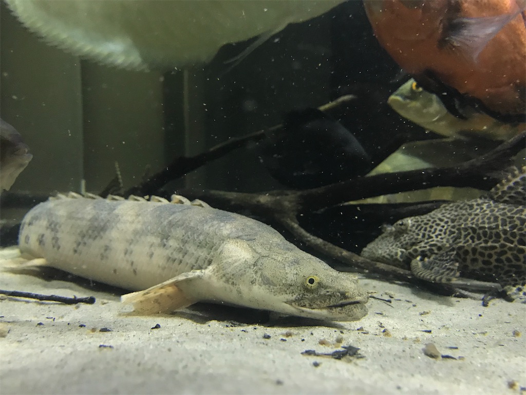 色が抜けたポリプテルス 白砂で色が飛んだポリプテルス