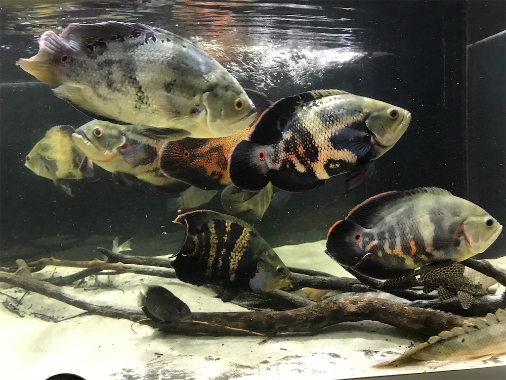 硅砂環境下のオスカー 白砂レイアウトのオスカー