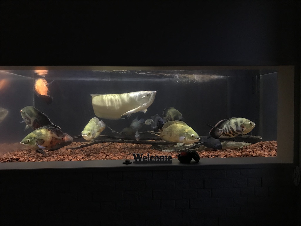 レッドロックレイアウト レッドロックへ変更した水槽