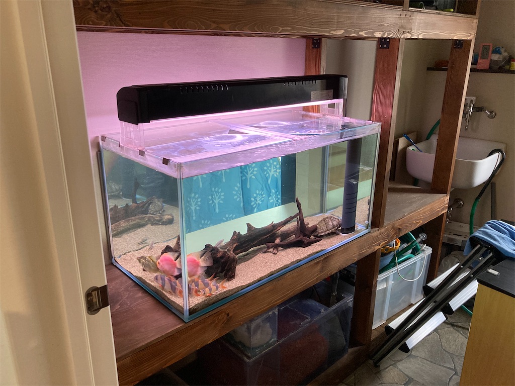 f:id:runx9922:20210606165749j:image 水槽上部に蛍光灯照明を置いて使用していた頃の様子