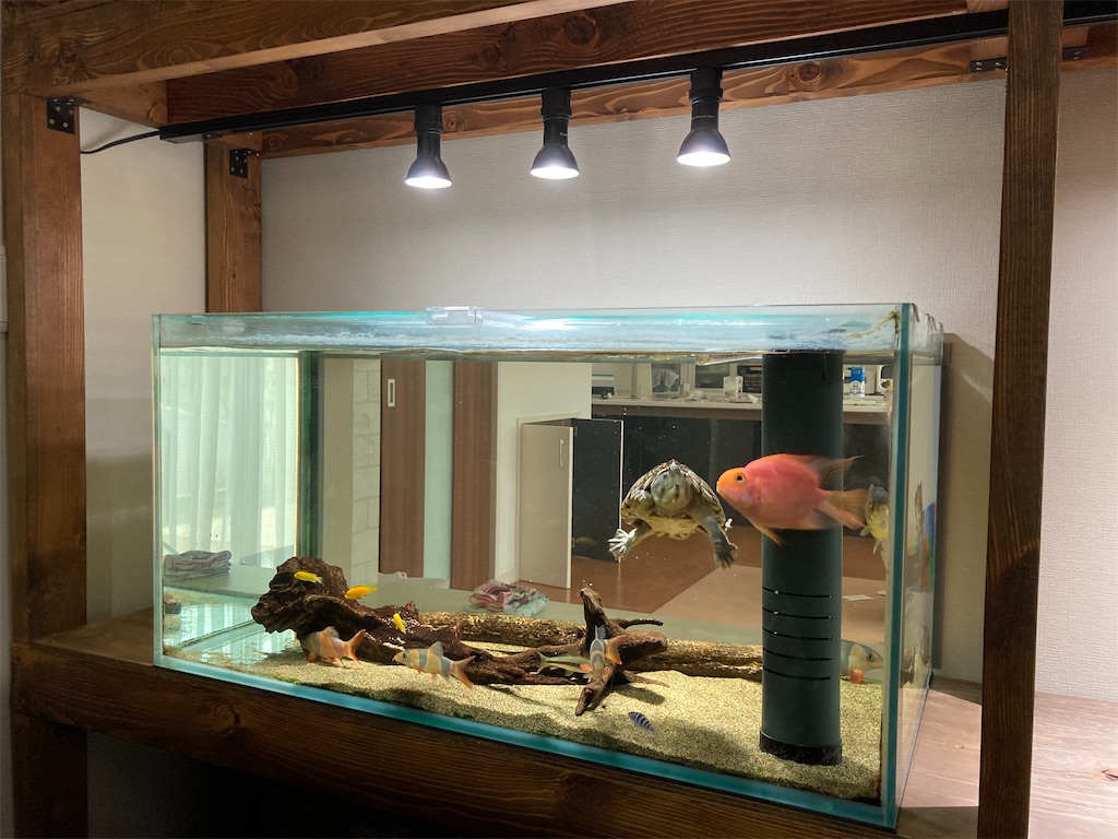 ダクトレール照明でお洒落になった水槽マンションの雰囲気