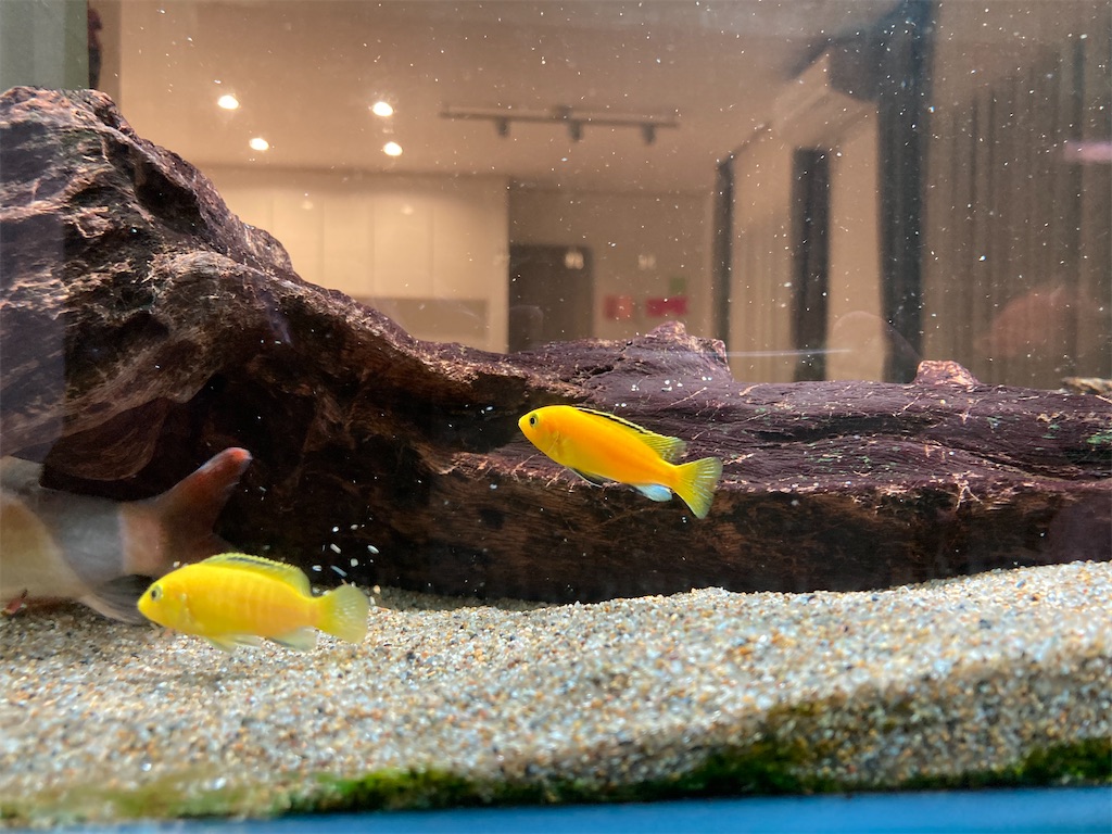 f:id:runx9922:20210607231201j:image ダクトレール照明で水槽を照らした点灯時の様子