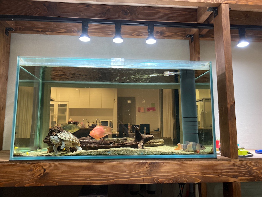 f:id:runx9922:20210607231415j:image ダクトレール照明でお洒落になった水槽マンションの雰囲気