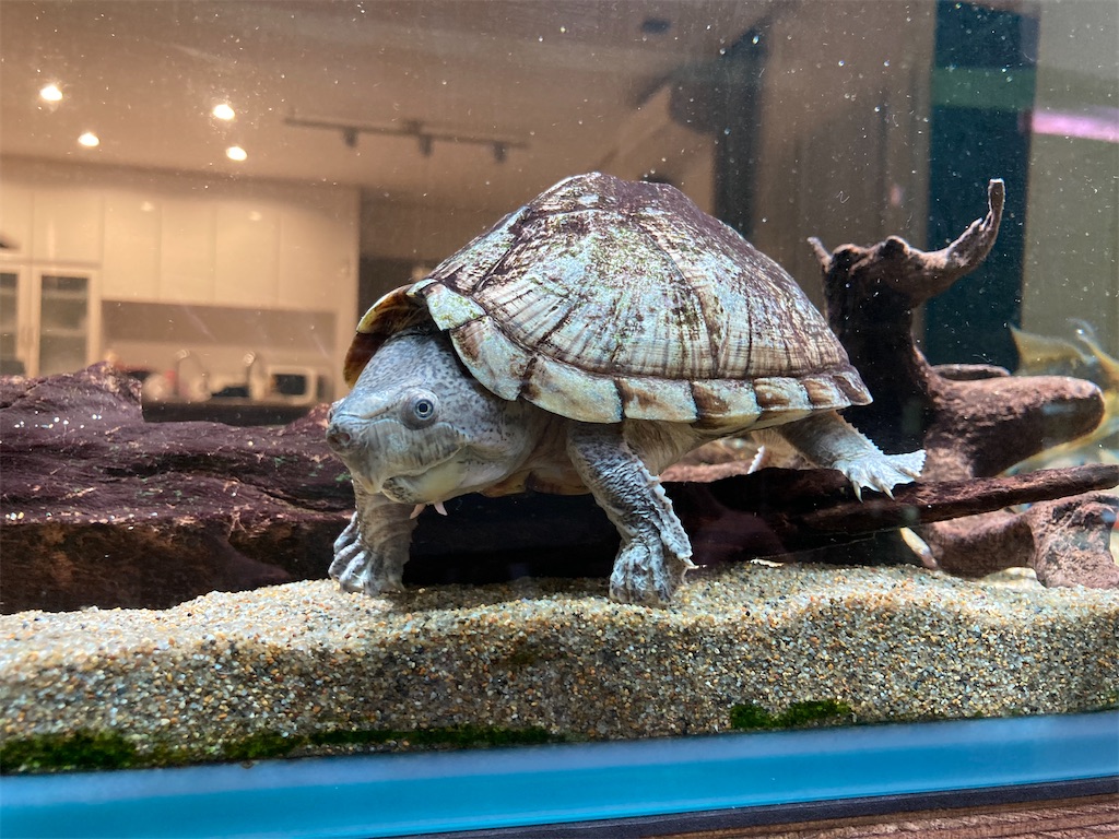 f:id:runx9922:20210607231516j:image ダクトレール照明で照らされた水槽内のカブトニオイガメ