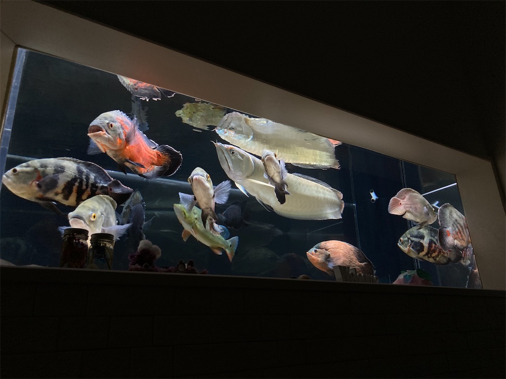 研磨によって透明度が回復したアクリル水槽と魚の様子