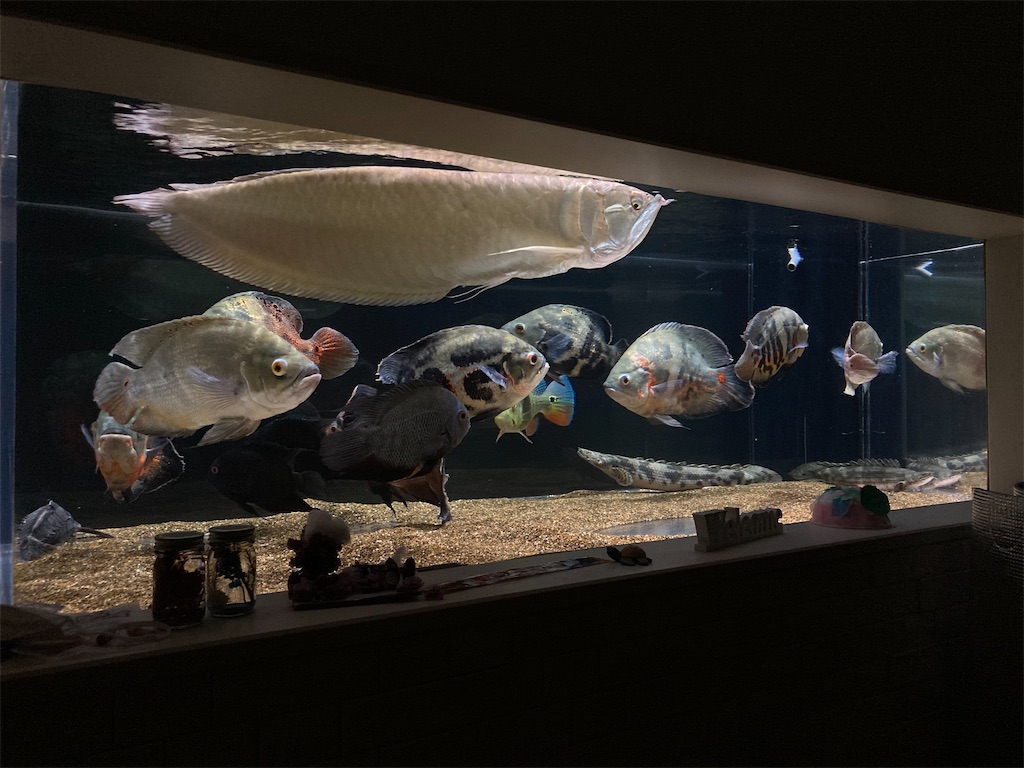 深い傷だらけだったアクリル水槽が鏡のように復活した状態