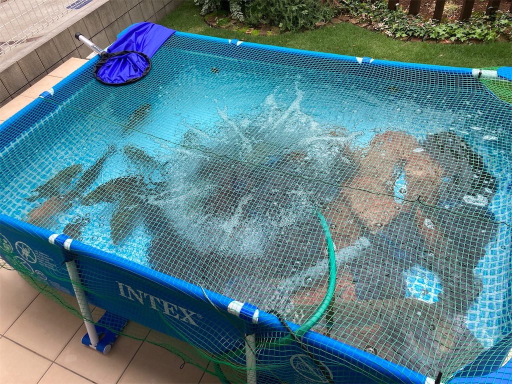 水槽作業中に避難させた魚たちの一時飼育環境