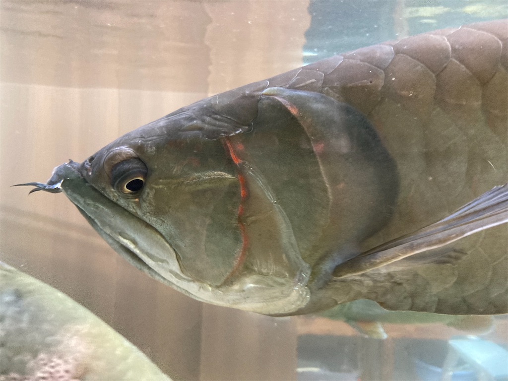 日光の影響で黒化したシルバーアロワナの側面