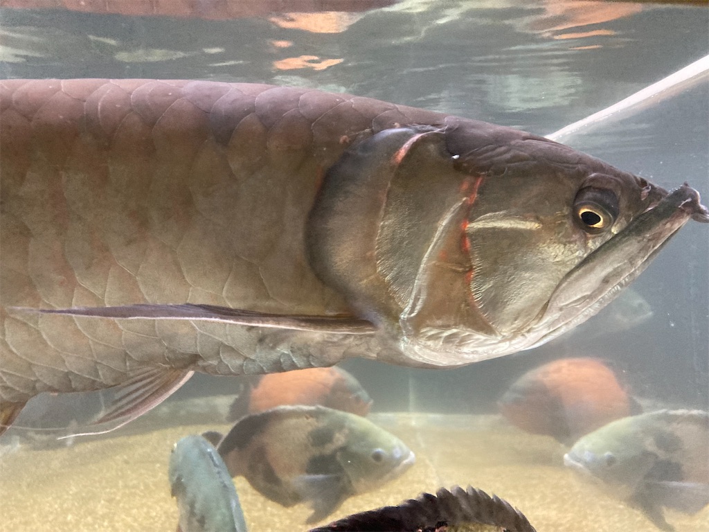 一時的に体色が変化したシルバーアロワナの様子