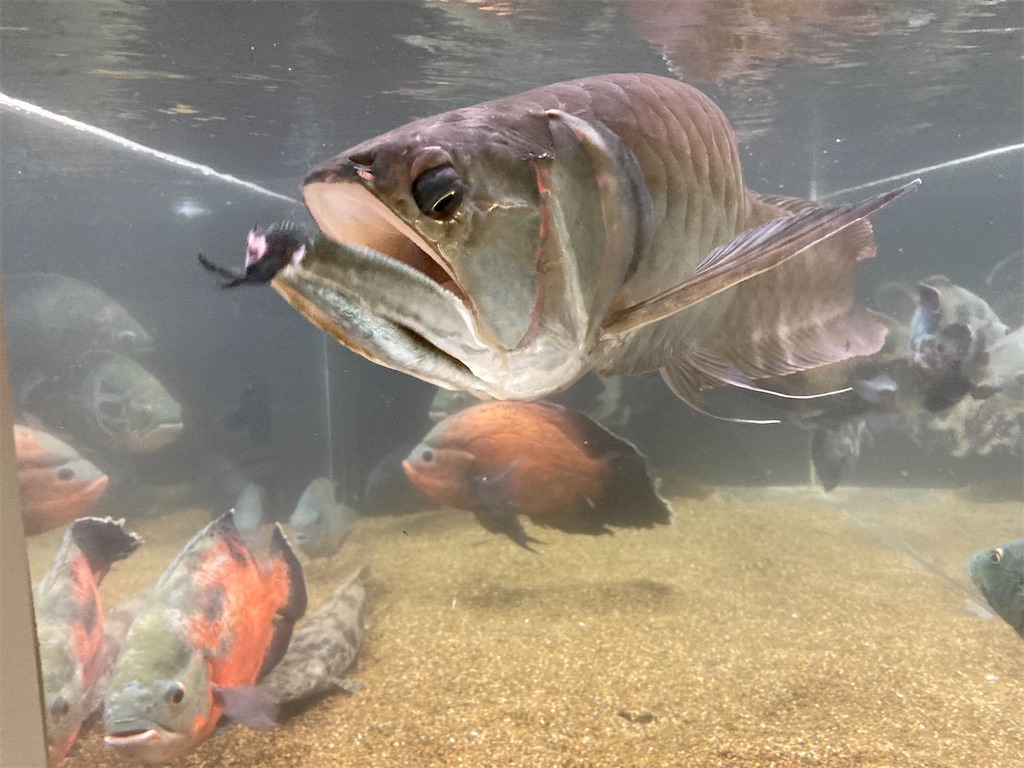 屋外飼育によって体色が黒くなったシルバーアロワナ