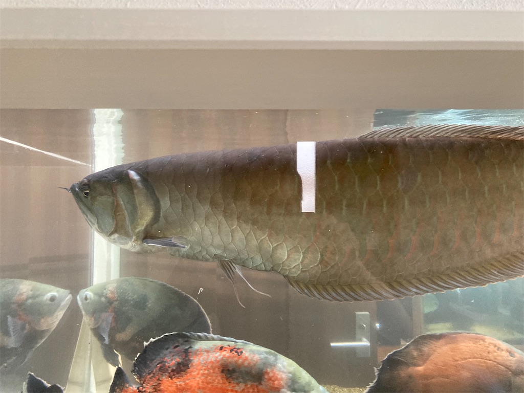 数日屋外に出したことで体色が濃くなったシルバーアロワナ