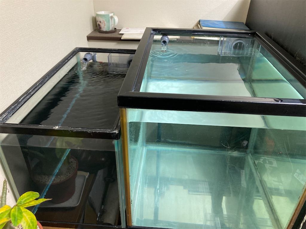 f:id:runx9922:20250607164102j:image