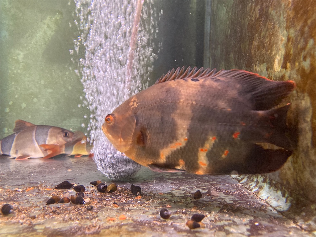 f:id:runx9922:20250607165142j:image