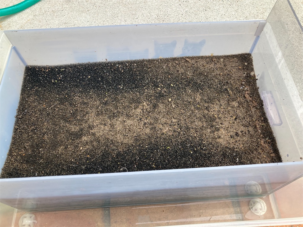 大型魚過密水槽の物理濾過に使用しているブラックスポンジマット
