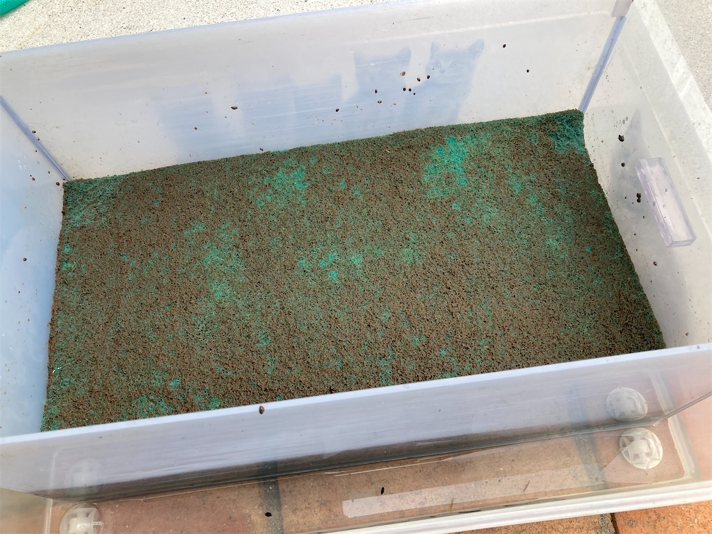 大型魚過密水槽で使用している物理濾過用グリーンマット
