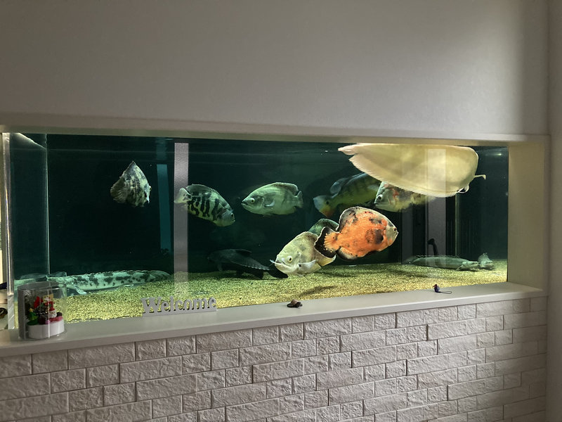 アグテンを投与し薬浴しているオスカーとアロワナとポリプテルスとナマズ