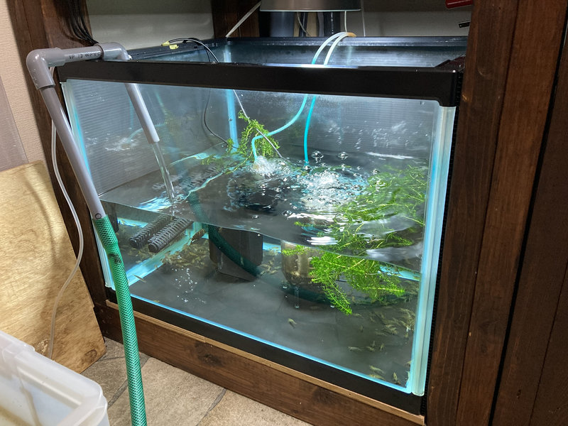 ベアタンク水槽で排泄物を掃除しながらメンテナンスしている様子