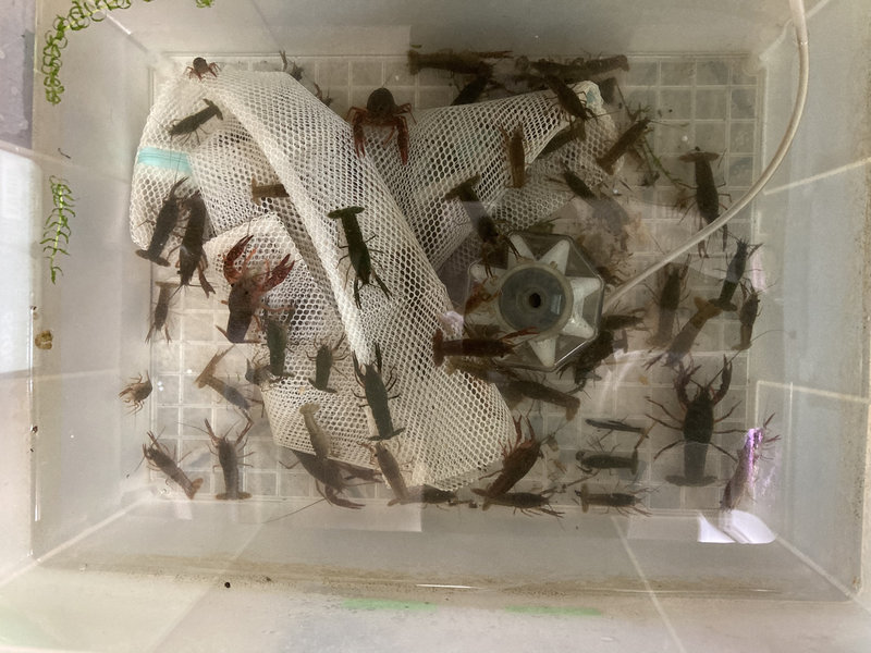 オスカーの餌用に採取したザリガニを保管しているストックケース