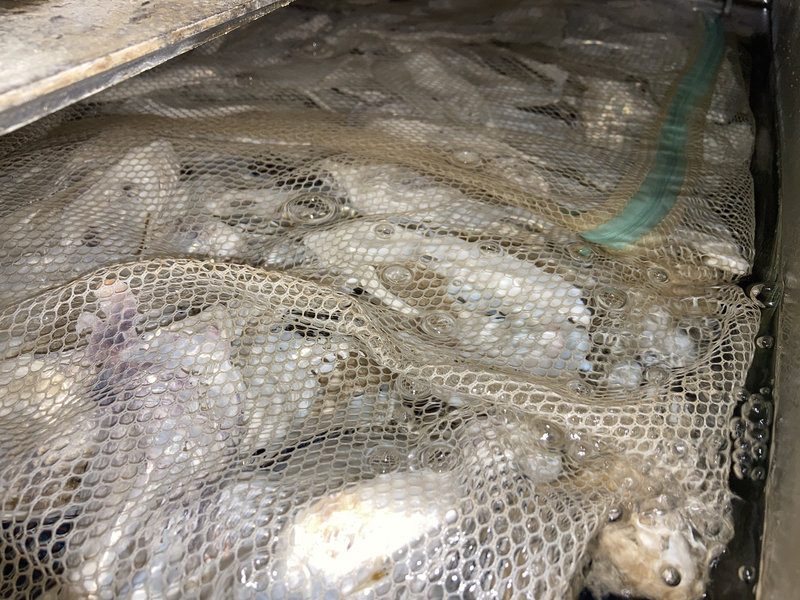 オーバーフロー濾過槽に牡蠣殻を入れてpH安定と水質維持を行っている様子