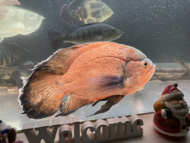 35cm以上に成長したロングフィンレッドオスカー