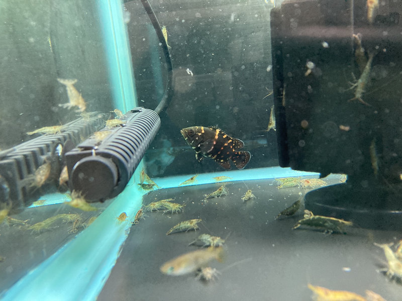 底面ブラック水槽でオスカーを飼育し生き餌のエビを投入している場面