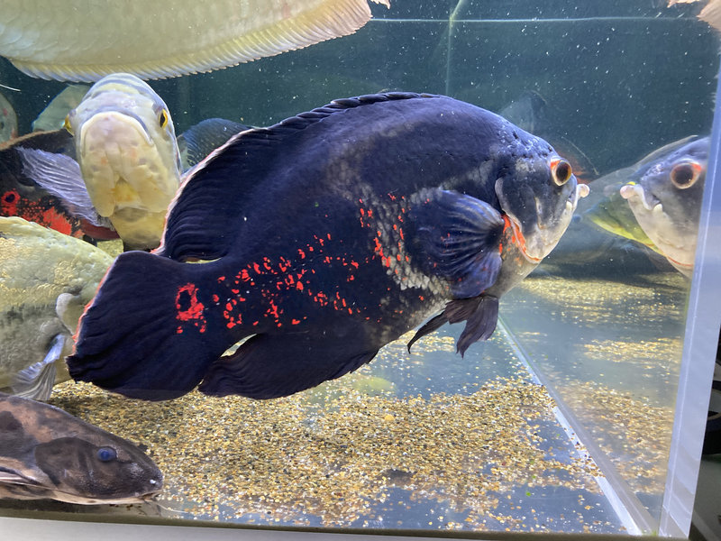 飼育9年目のレッドベリーオスカーの側面姿